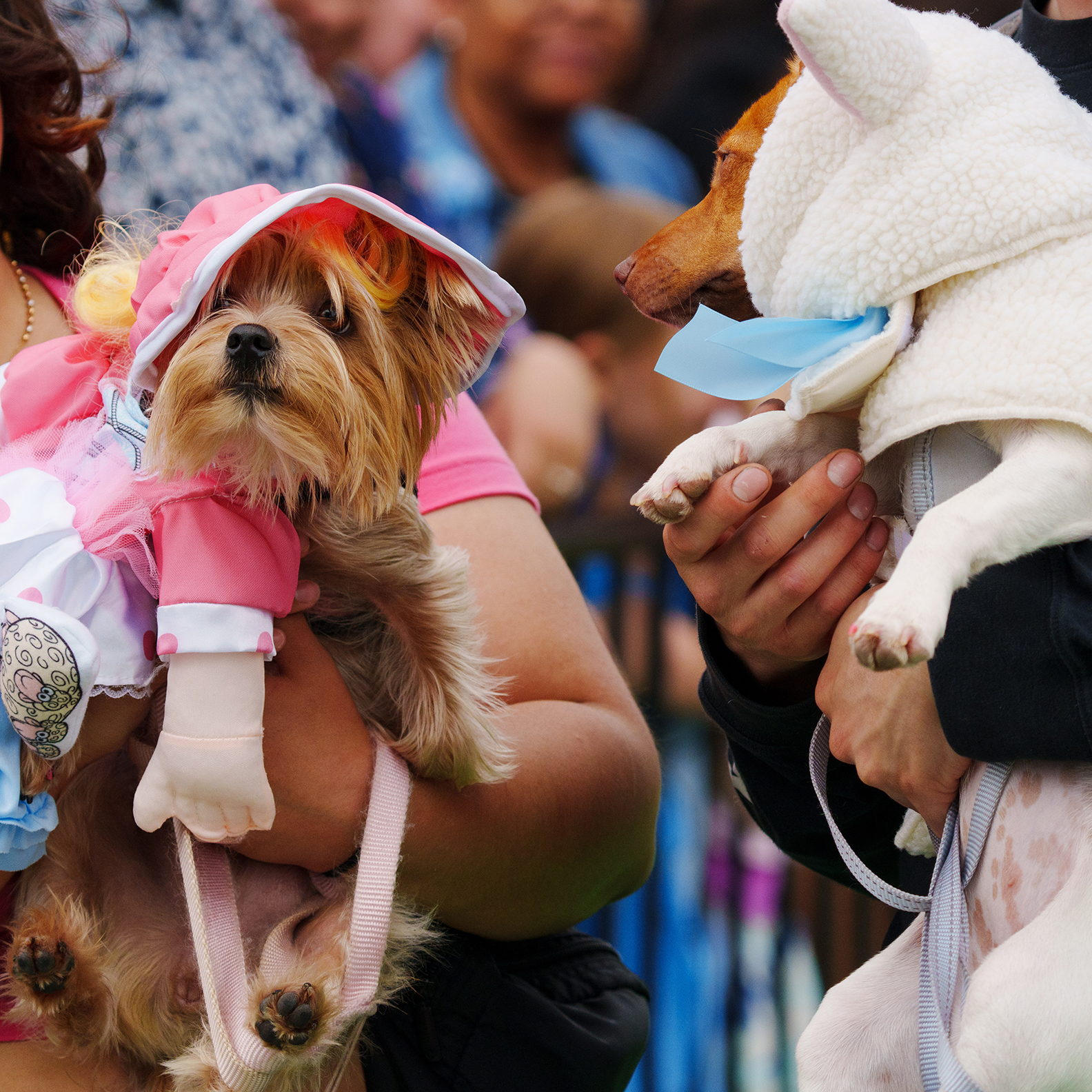 Running of the Chihuahuas